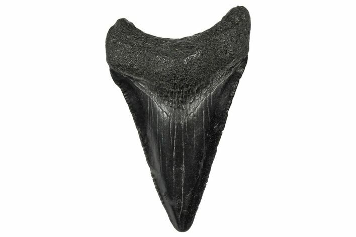 Serrated, Juvenile Megalodon Tooth - South Carolina #340549